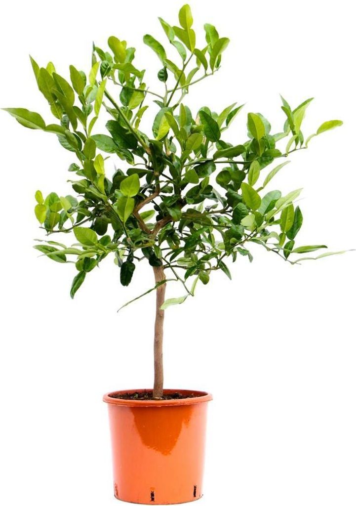 Kaffir-Limette 80 cm Stämmchen Citrus Hystrix, Produktbild 2