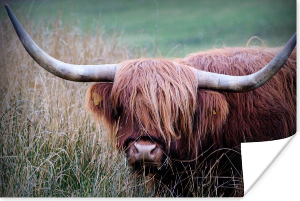 MuchoWow Poster Schottischer Highlander - Hörner - Gras 60x40 cm - Schlafzimmerdekoration