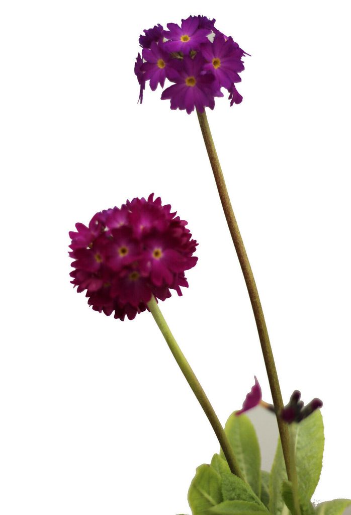 Reichhaltig blühende Staude Kugel - Primel 'Primula denticulata Rubin' Kaminrot