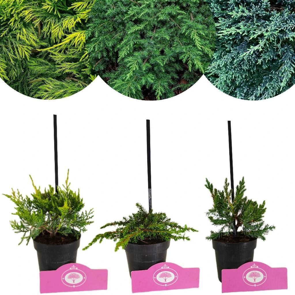Set mit 3 Wacholdersträuchern – Juniperus C. ‘Green Carpet’, ‘Old Gold’, ‘Blue Carpet’ – 9-cm-Topf