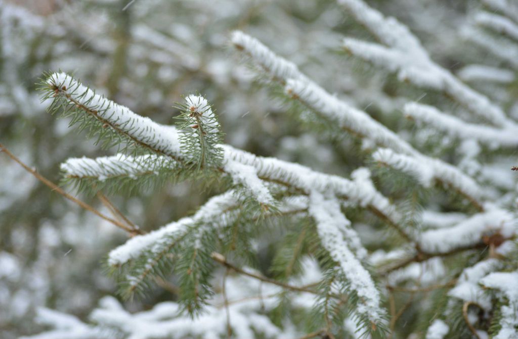 hansepuzzle 37329 - Tannenzweig Puzzle, 500 Teile, Natur, 46,0 x 30,0cm mit hochwertiger Aufbewahrung, Kartonbox und wiederverschließbarem Beutel