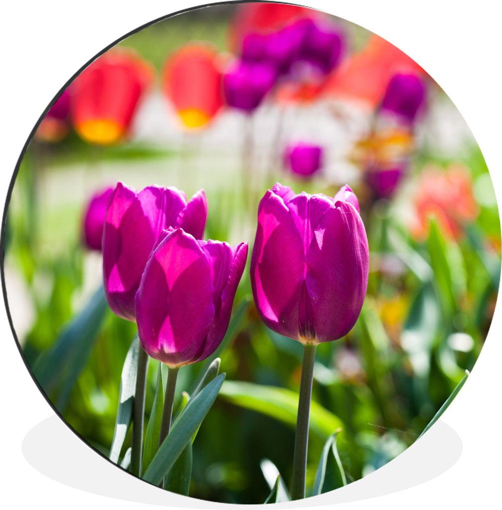 MuchoWow Aluminium Wandkreis Frühling - Tulpen - Lila Ø 30 cm Wanddeko Modern Wohnzimmer - Wand Bild - Wohnzimmer - Runde Bilder - Alubilder - ...