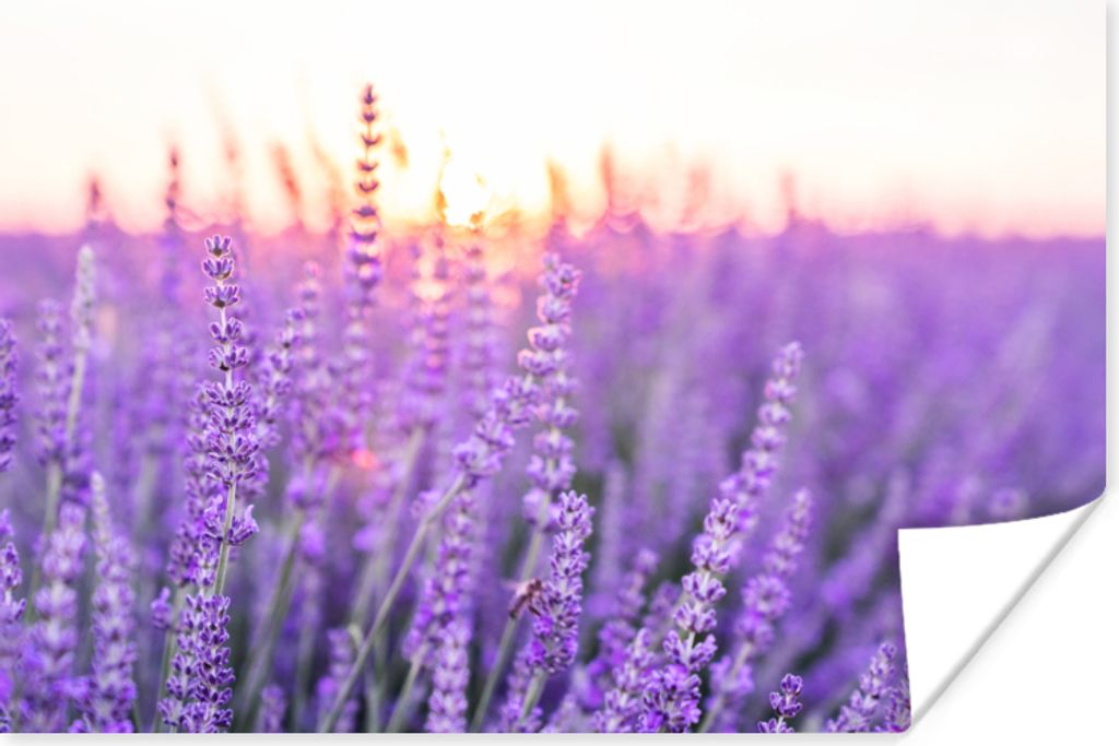 MuchoWow Poster Lavendel - Nahaufnahme - Lila - Blumen 30x20 cm - Plakate - Print