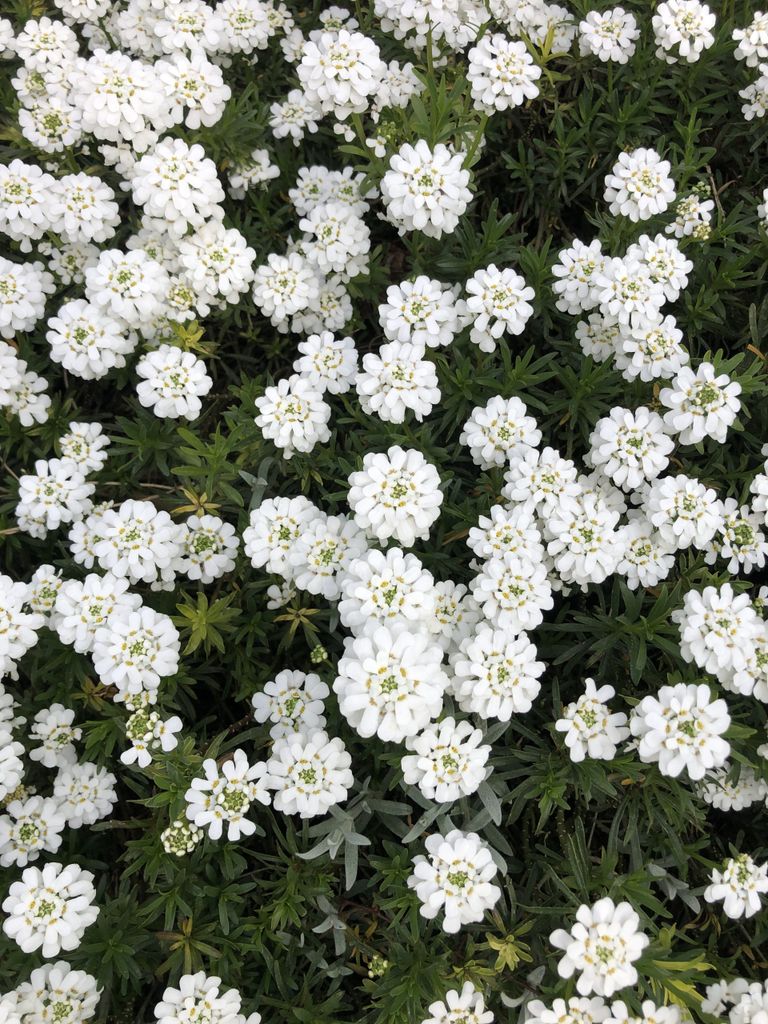 6 x Iberis Sempervirens - Schleifenblume - Topf 9 x 9 cm
