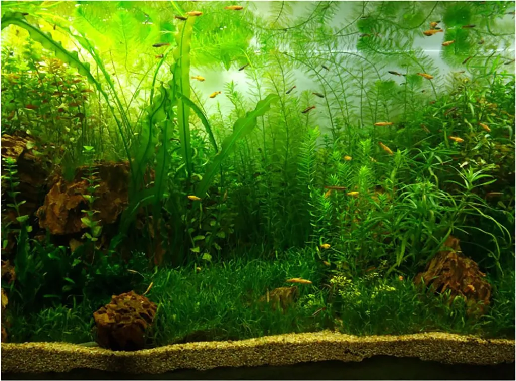 Poster fond d'aquarium anti-bulles herbe aquatique PVC adhésif 122x61cm