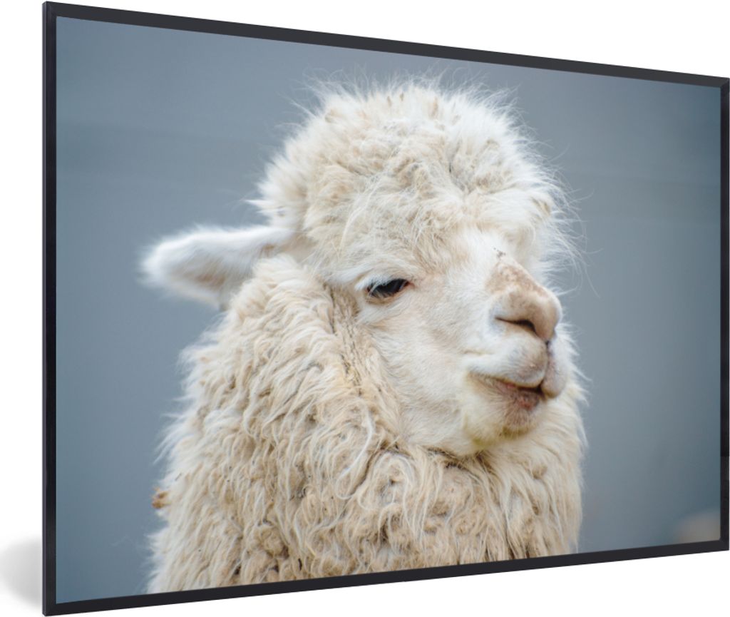 MuchoWow® MuchoWow® Gerahmtes Poster Alpaka - Wolle - Weiß Produktbild 