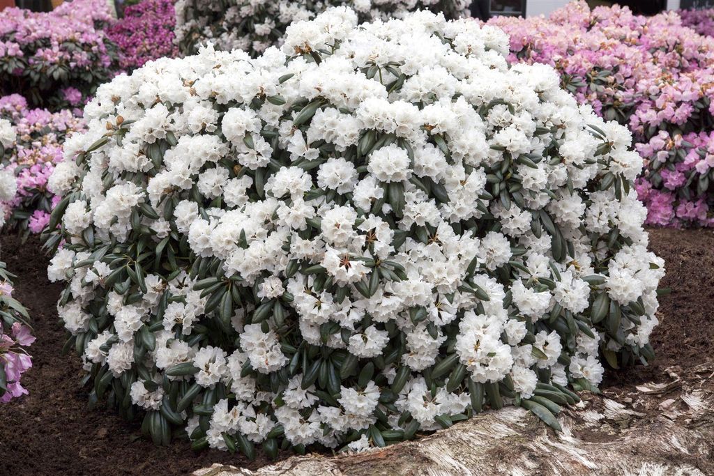 Rhododendron yakushimanum 'Schneekissen', weiß, 40–50 cm