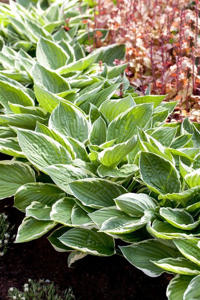 Hosta 'Patriot', Funkie, grün-weiß, ca. 3-5 Liter Container