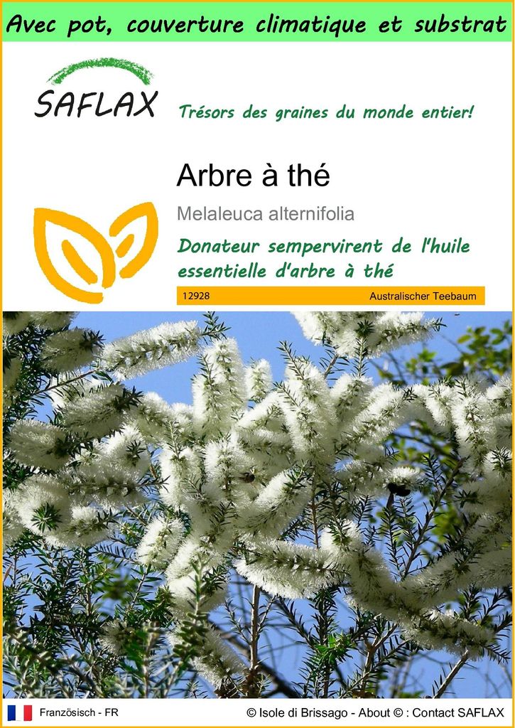 SAFLAX Garden to go - Arbre à thé - 400 graines - Melaleuca Image du produit 
