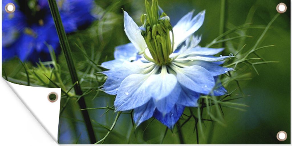 MuchoWow 80x40 cm Outdoor-Poster Gartendeko Sichtschutz Garten Poster für den Garten Nigellapflanzen gemischt