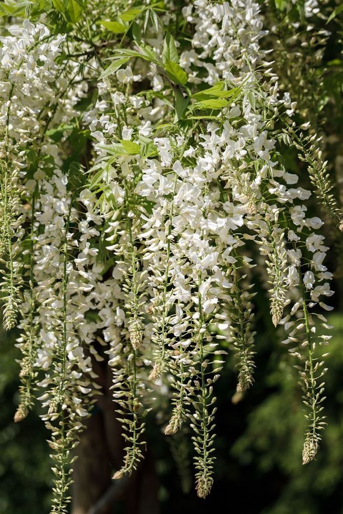 Wisteria sinensis 'Alba' wei 60-100cm