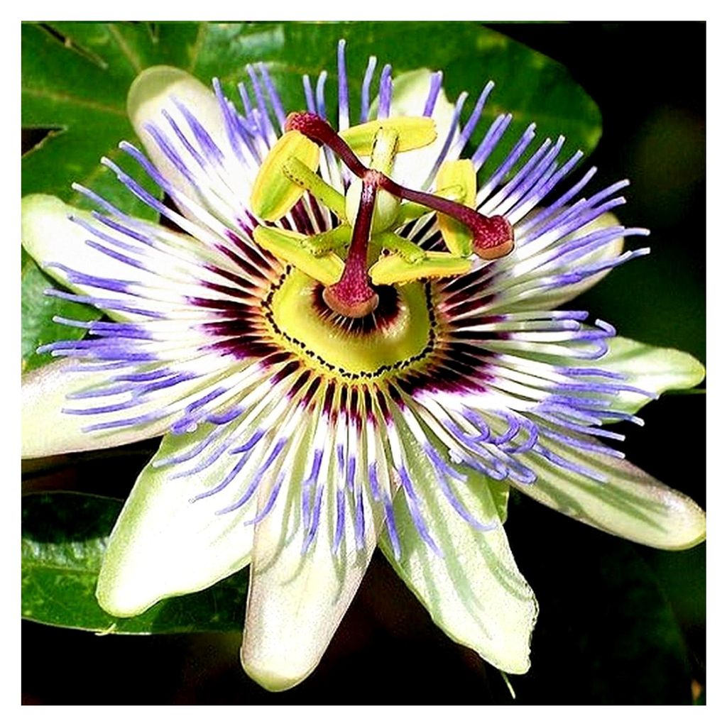 3 x Passionsblume - 3er Set Passiflora caerulea | Mehrjährige blühende Kletterpflanzen - Winterhart - 3 x 1,5 Liter Topf