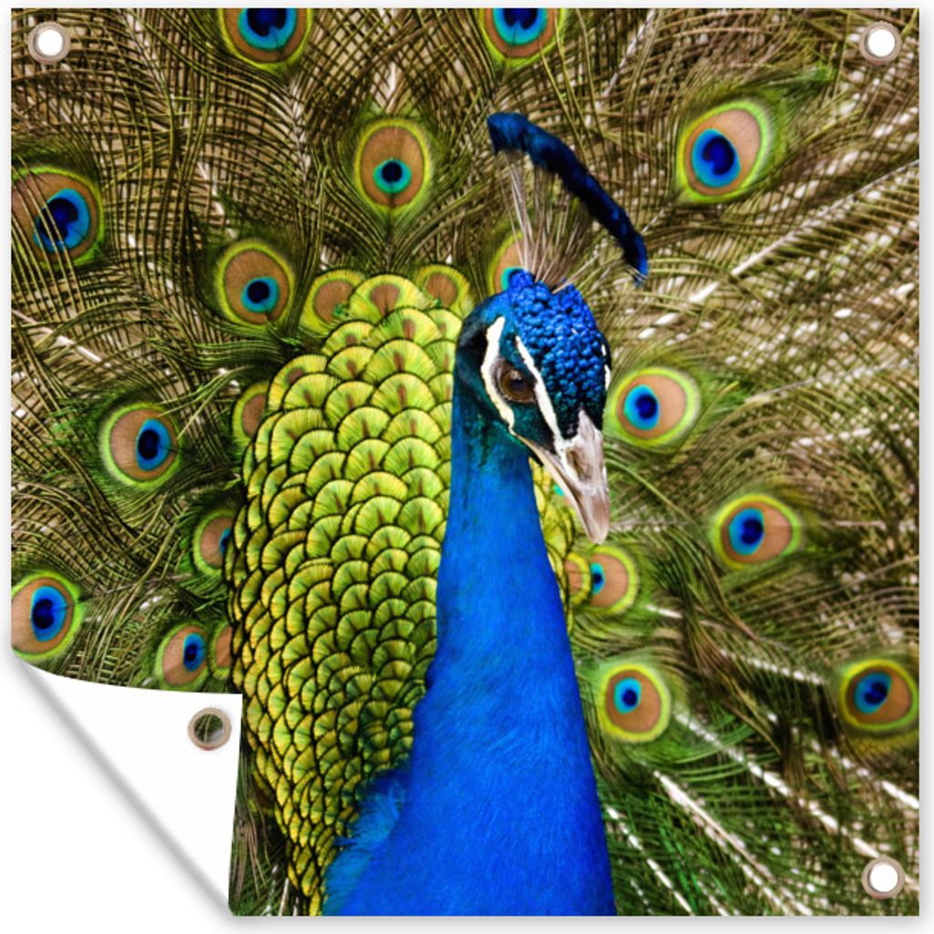 MuchoWow 100x100 cm Outdoor-Poster Gartendeko Sichtschutz Garten Poster für den Garten Pfau - Federn - Schnabel