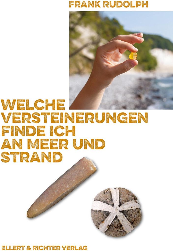 Welche Versteinerungen finde ich an Meer und Strand