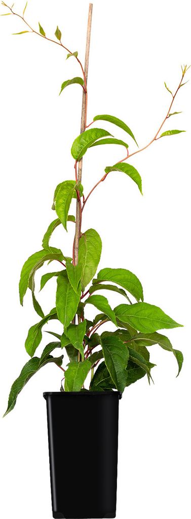Aktinidia Purpurna Sadowa femmina 1L Immagine del prodotto 