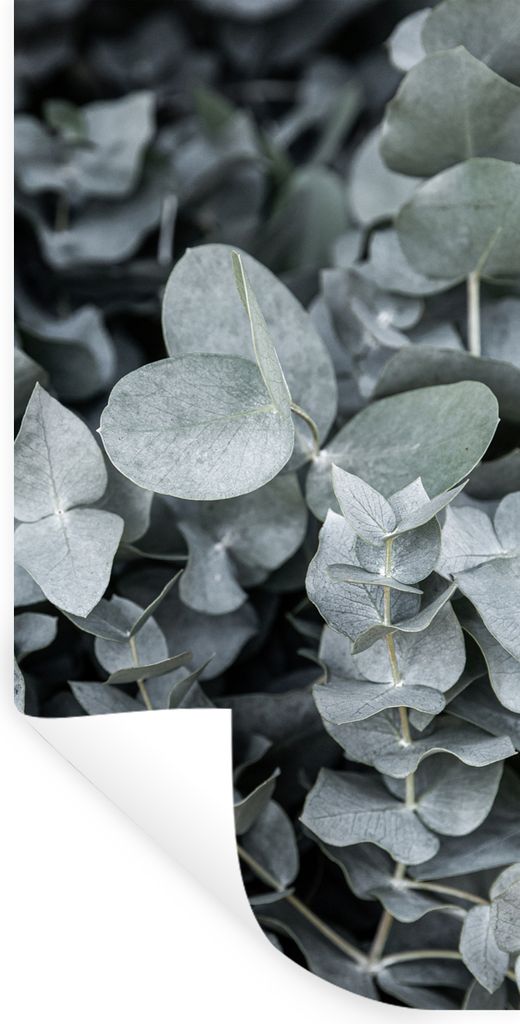 MuchoWow Wandtattoo Wandsticker Wandaufkleber Natur - Pflanzen - Eukalyptus - Blätter 40x80 cm Selbstklebend und Repositionierbar - Repositionie...