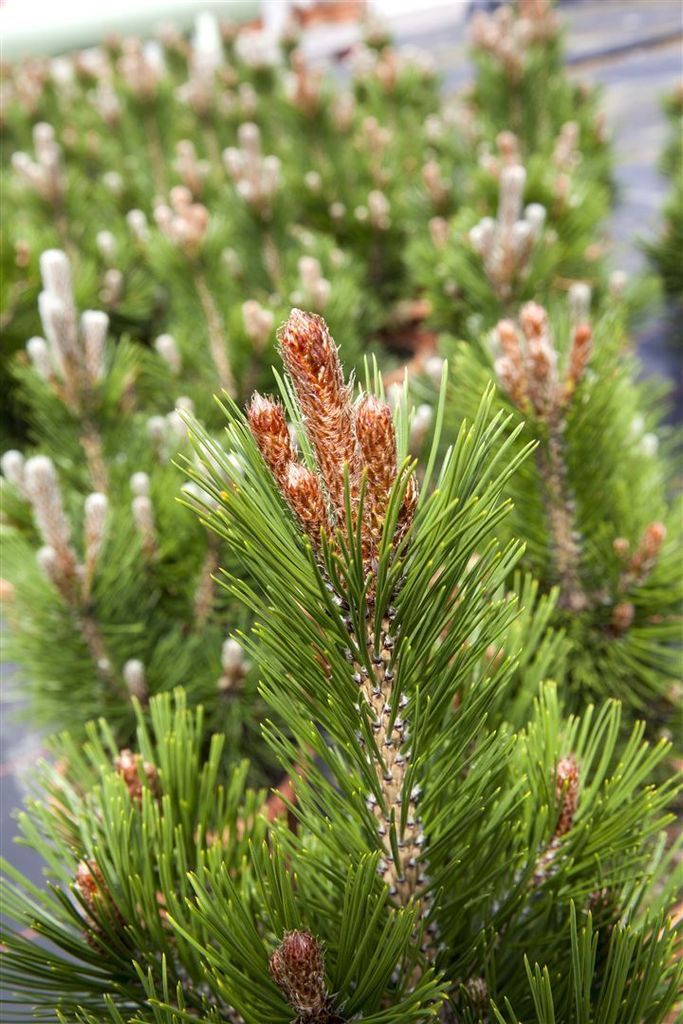 Pinus heldreichii 'Little Dracula', Bosnische Kiefer, kompakt, 25–30 cm