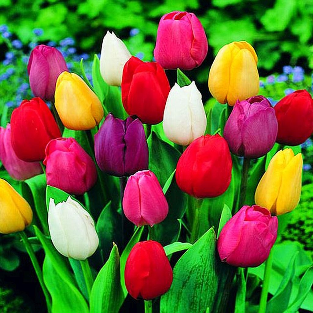 Tulipan na kg Mix 1 kg Tulipany Cebulki Tulipanów Cebule Zdjęcie produktu 