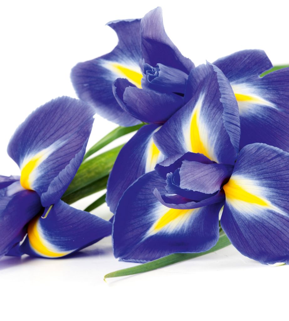 Fototapete - Iris 225x250cm - Vliestapete Produktbild 