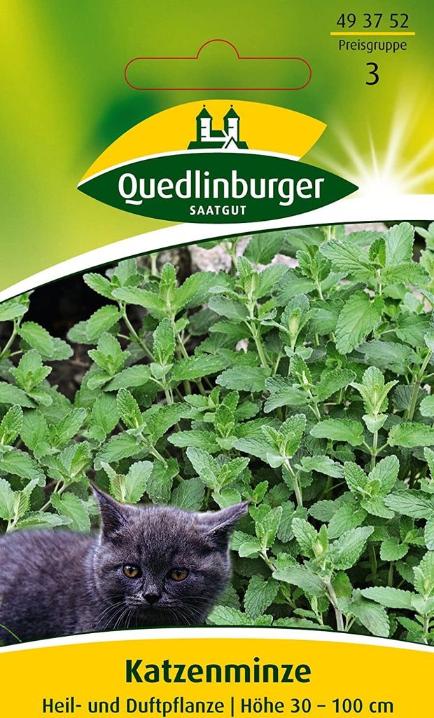 Katzenminze Produktbild 3