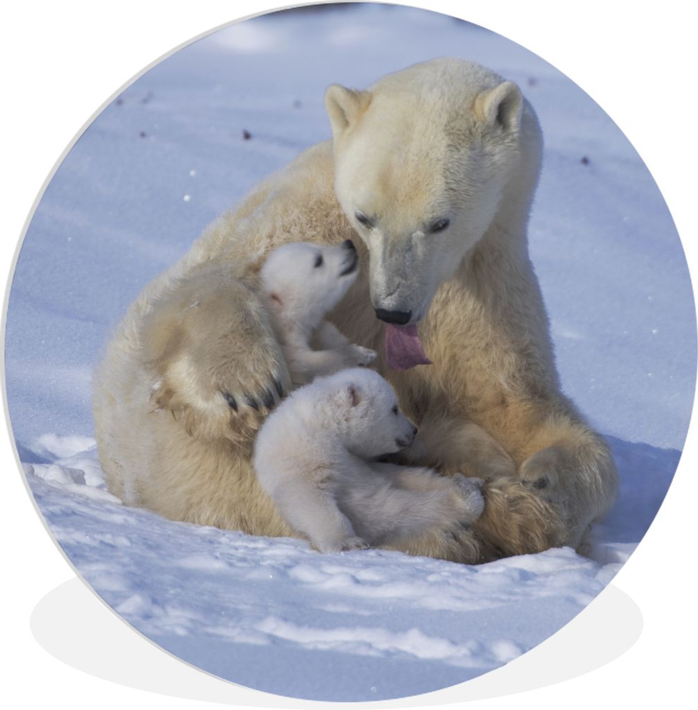 MuchoWow Rundes Wandbild - Runde Bilder Eisbären - Schnee - Weiß Ø 60 cm Kreis Wanddekoration Kunststoff - Wandkreis - Wandschmuck - Wand Krei...