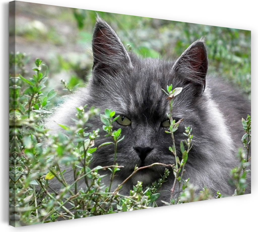 Leinwandbild (80x60cm): Katze im Gras Natur Katezenbilder Katzen, echter Holz-Keilrahmen inkl. Aufhänger, handgefertigt in Deutschland