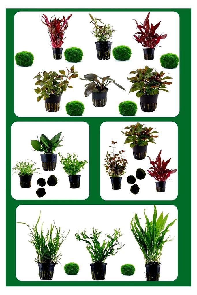 Aquarium Wasserpflanzen Set mit 5 verschiedenen Topfpflanzen und 2 kleinen Mooskugeln