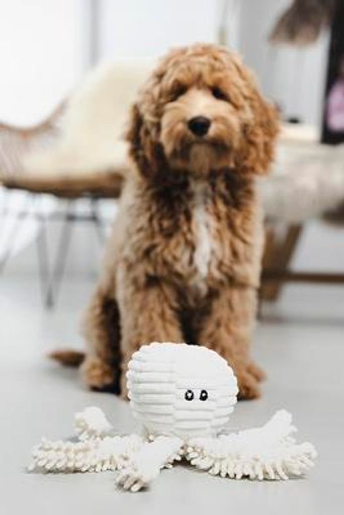 Beeztees Eco Octopus Okki - Hundespielzeug - Fleece - 100% Produktbild 