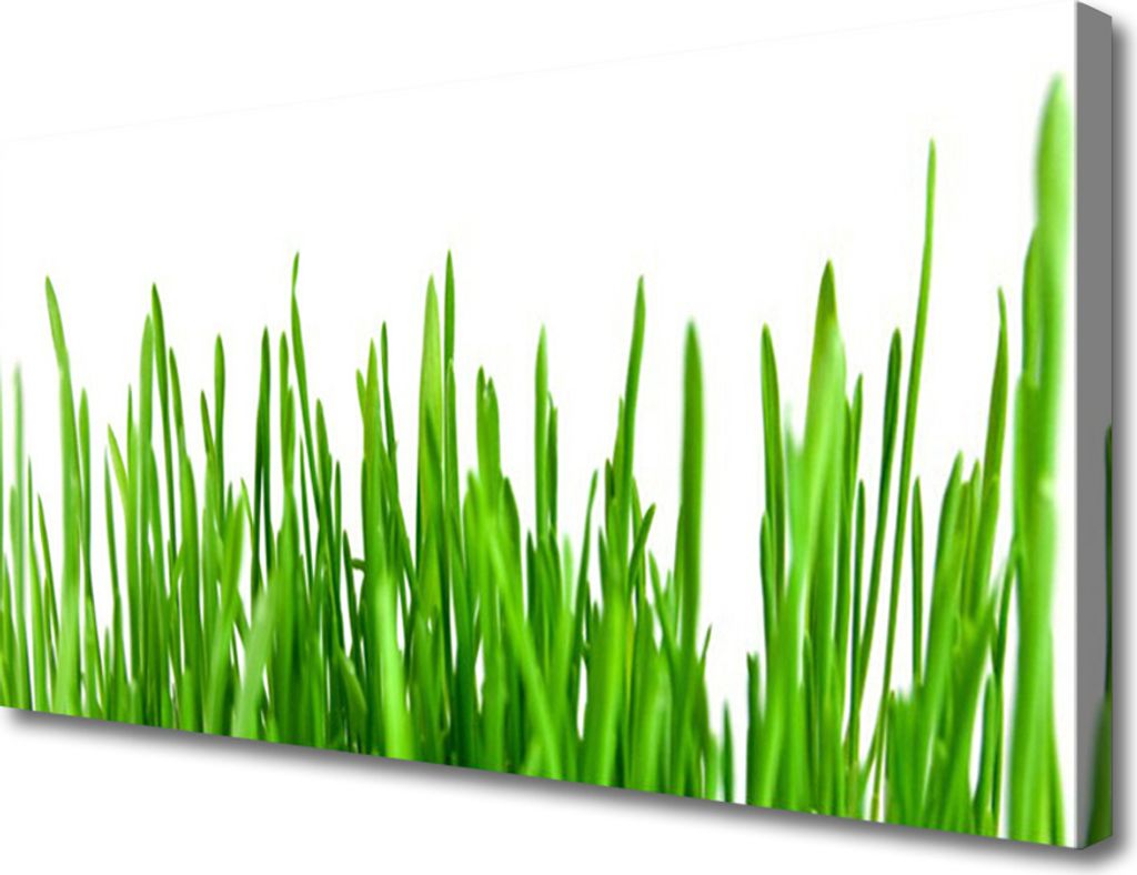 Tulup Leinwand-Bilder 100x50 Wandbild Canvas Kunstdruck Gras Pflanzen