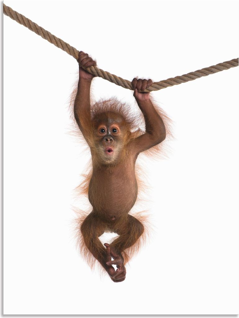 ARTland Wandbild Alu für Innen & Outdoor Baby Orang Utan hängt an Seil II Größe: 30x40 cm