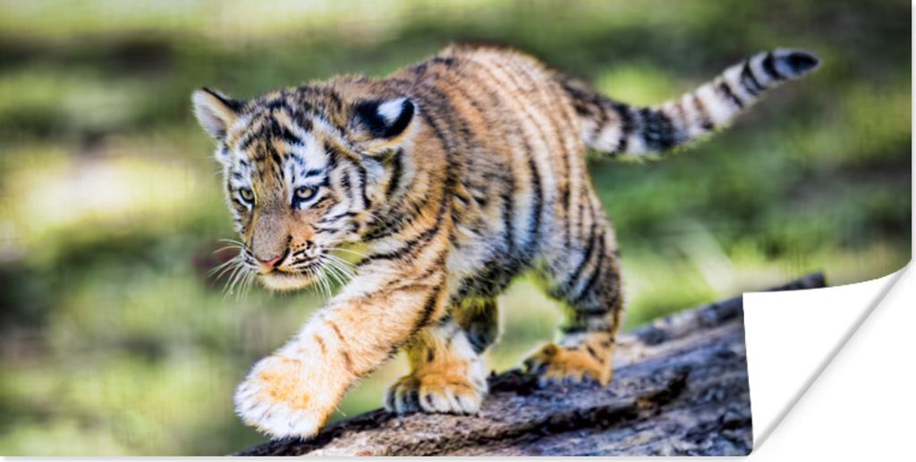 MuchoWow Poster Tiger - Junge - Baum 160x80 cm - Foto Poster