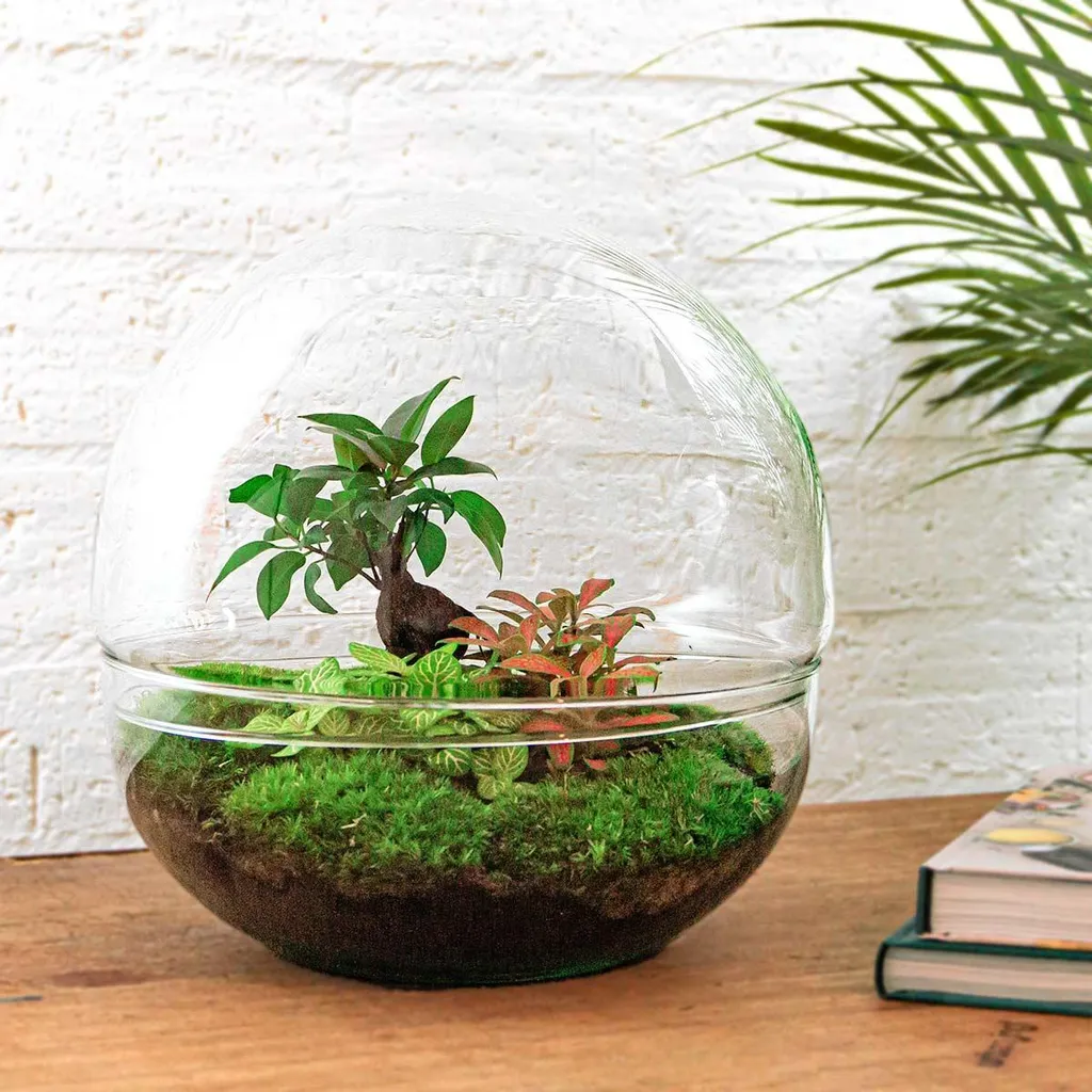 Jardin en bouteille sans entretien - Kit terrarium Ficus XL