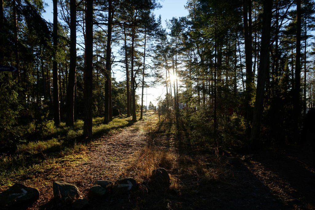 hansepuzzle 10164 - Wald Puzzle, 2000 Teile, Natur, 90,0 x 60,0cm mit hochwertiger Aufbewahrung, Kartonbox und wiederverschließbarem Beutel