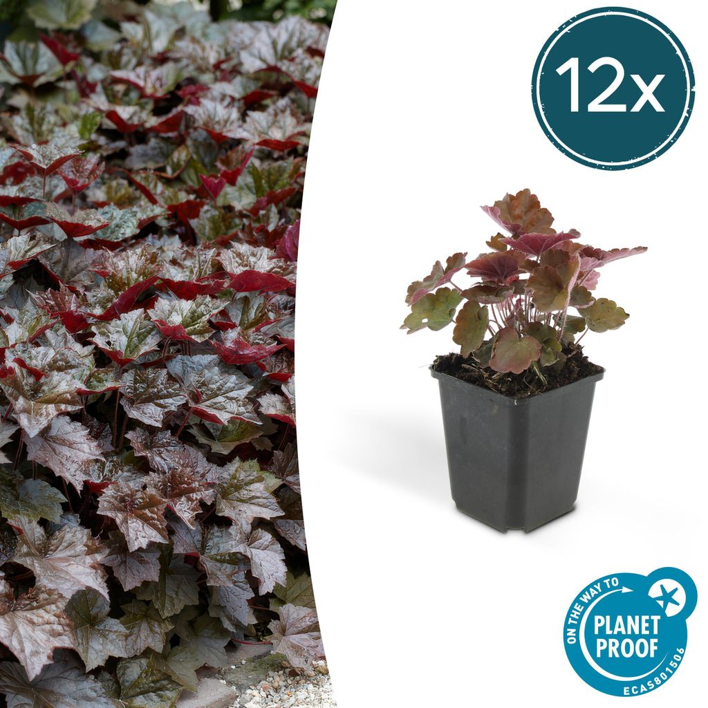 Piante tappezzanti - Heuchera 'Palace Purple' - 9 cm di Immagine del prodotto 