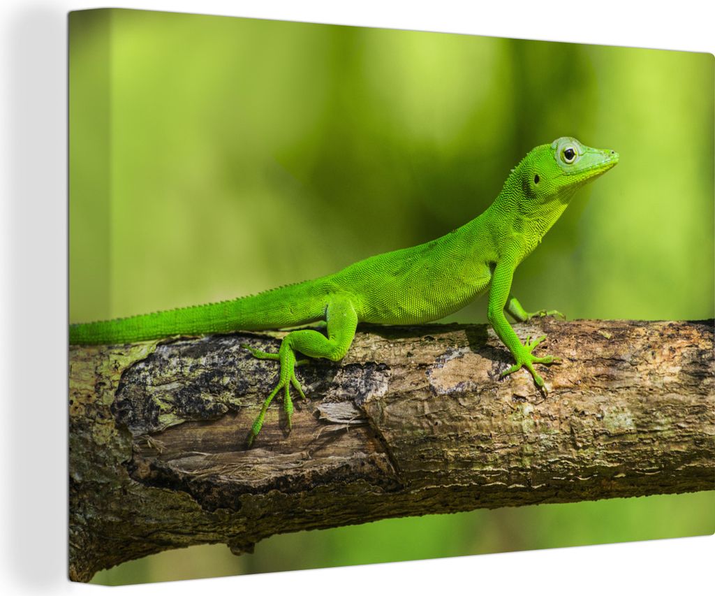 OneMillionCanvasses - Leinwandbilder - 140x90 cm, Grüner Gecko auf einem Baumstumpf, Wandbilder Kunstdruck Wanddekoration
