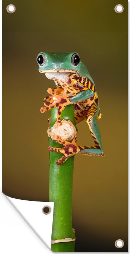 MuchoWow 80x160 cm Outdoor-Poster Gartendeko Sichtschutz Garten Poster für den Garten Frosch auf grüner Pflanze, Nahaufnahme