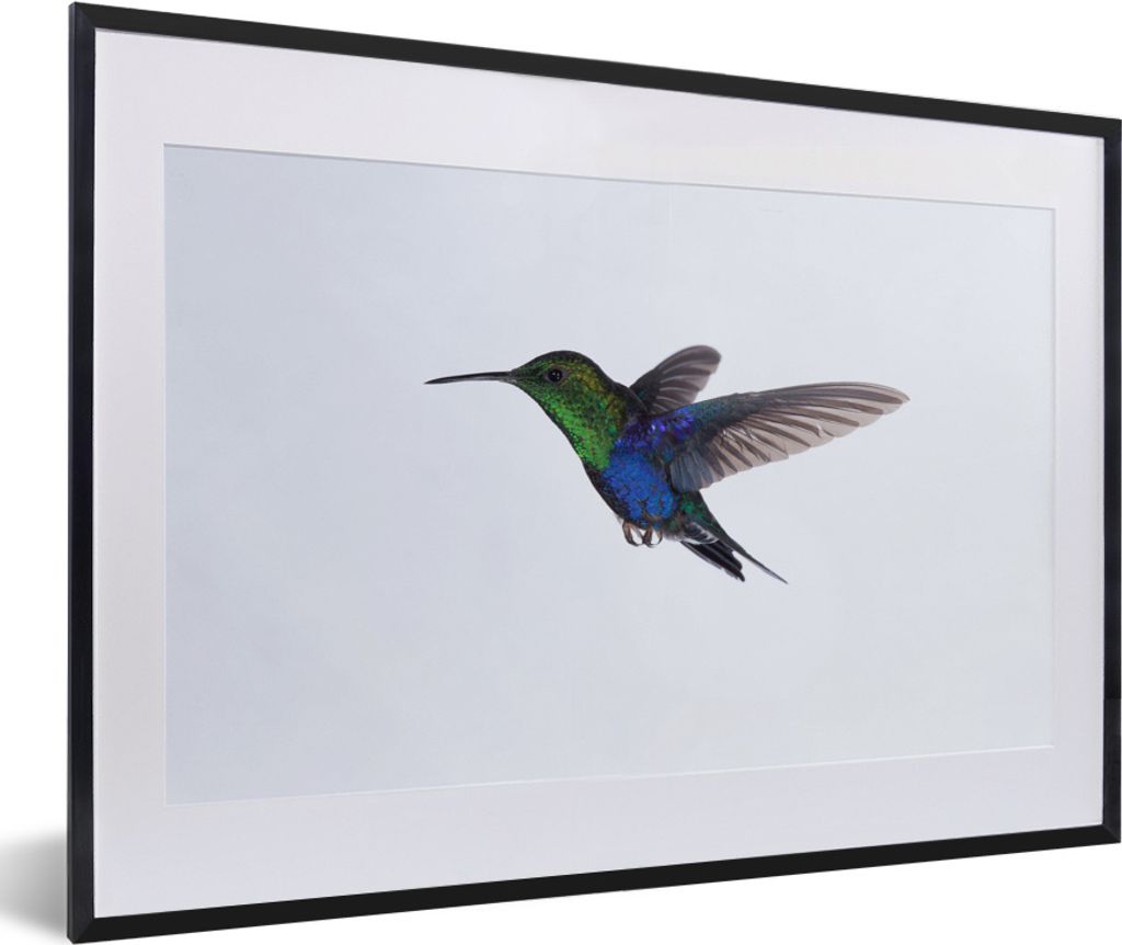 MuchoWow MuchoWow Gerahmtes Poster Vögel - Kolibri - Grün - Blau 60x40 cm - Poster mit zchwarzem Bilderrahmen - Schlafzimmer - Plakat in Rahm...