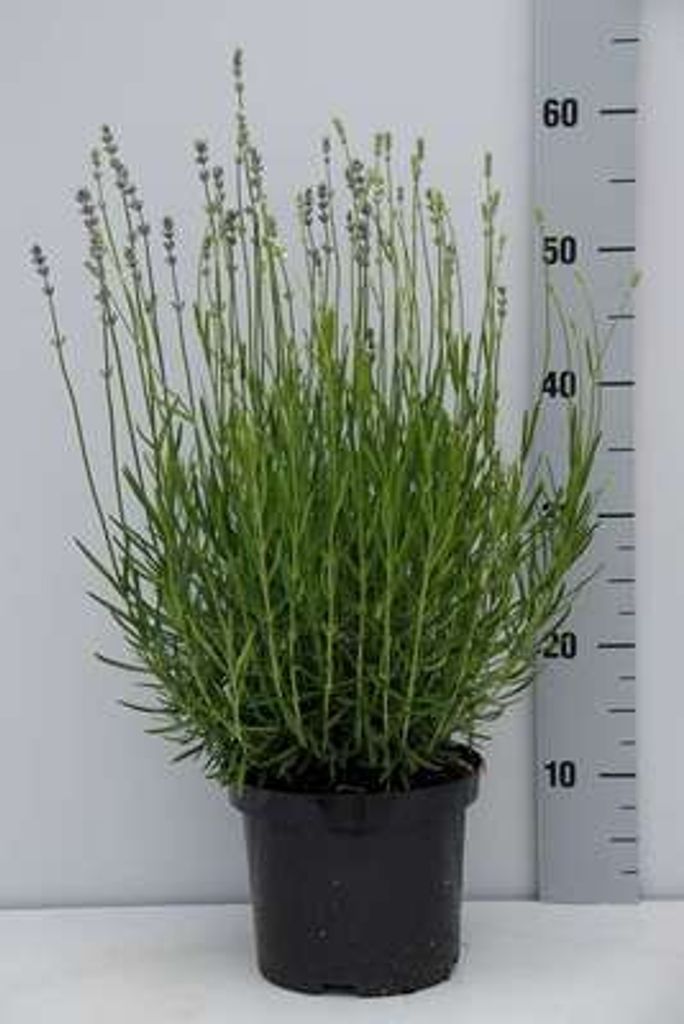 Lavandula ang. 'Dwarf Blue' - Lavendel - Container 3 liter