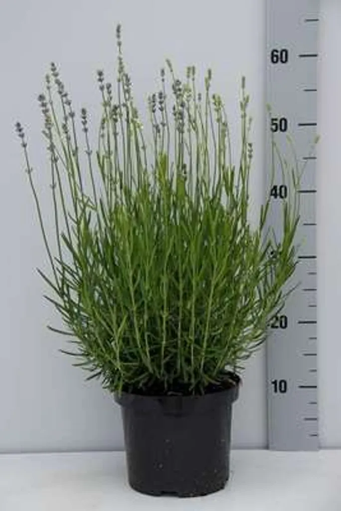 Lavandula angustifolia Dwarf Blue - Lavande en Container de 3 Litres