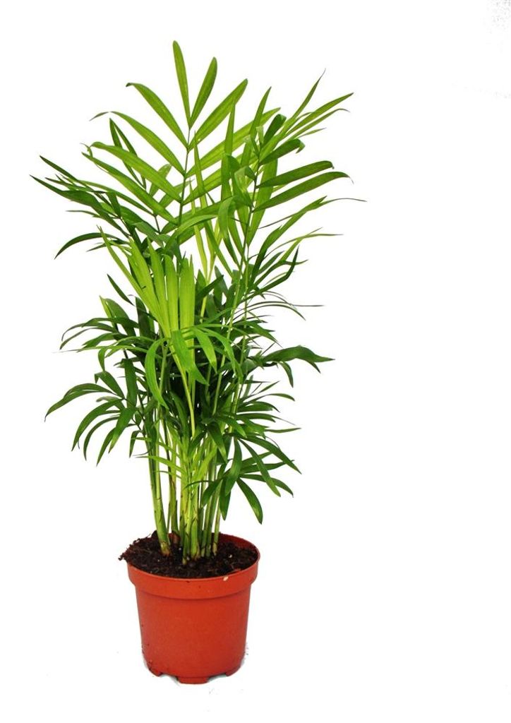Chamaedorea elegans - Palma pokojová - Horská palma 12cm Obrázek produktu 