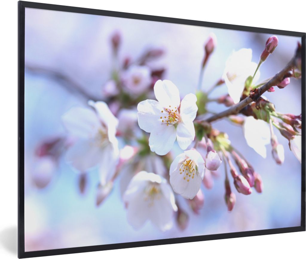 MuchoWow Gerahmtes Poster Blumen - Sakura - Zweig 90x60 cm - Poster mit Schwarzem Bilderrahmen Wandposter Rahmen Foto Bilder - Fotorahmen - Foto-...