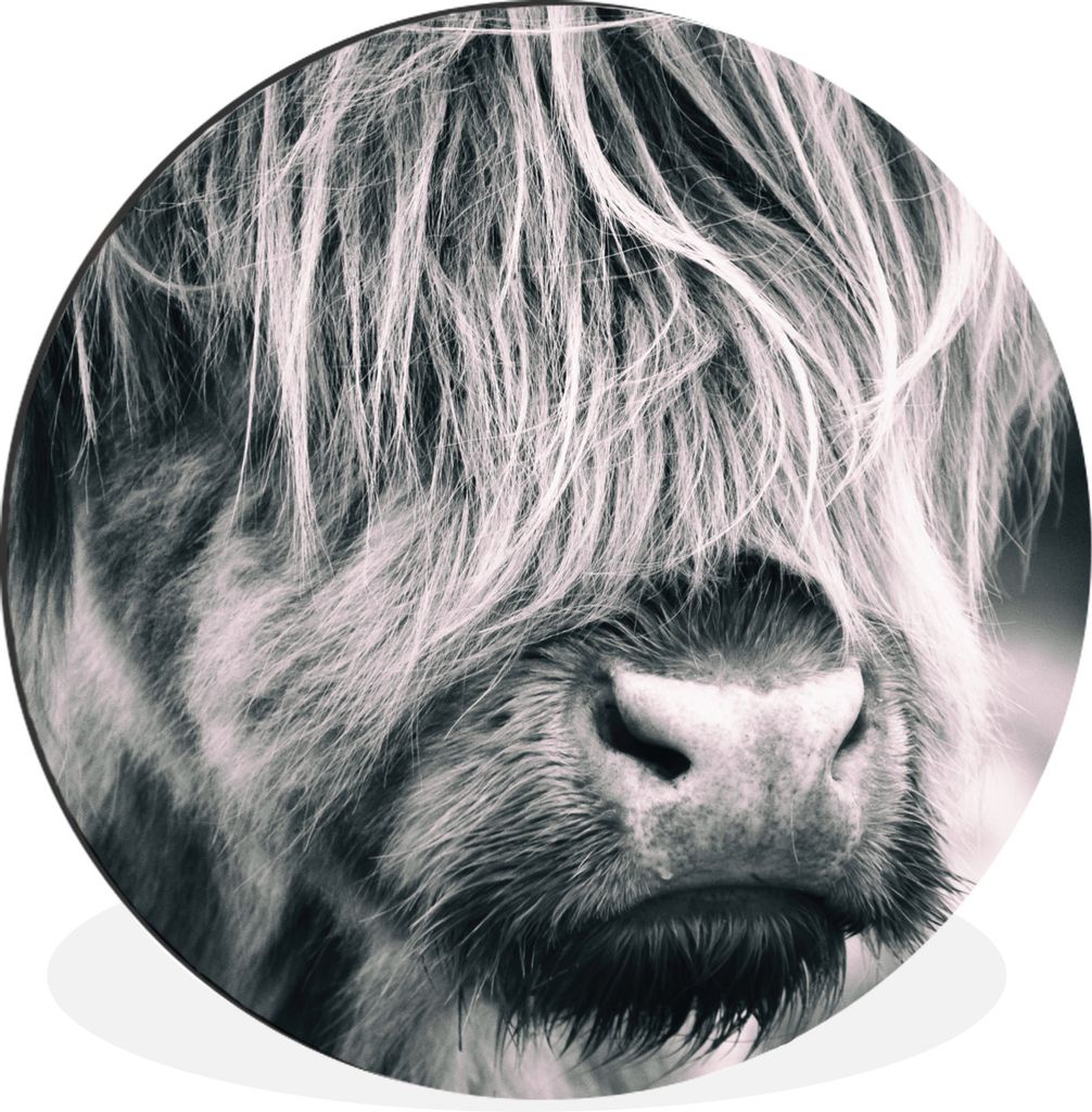 MuchoWow Aluminium Wandkreis Schottischer Highlander - Kuh - Schwarz - Weiß Ø 30 cm Wanddeko Modern Wohnzimmer - Wand Bild - Wohnzimmer - Runde...
