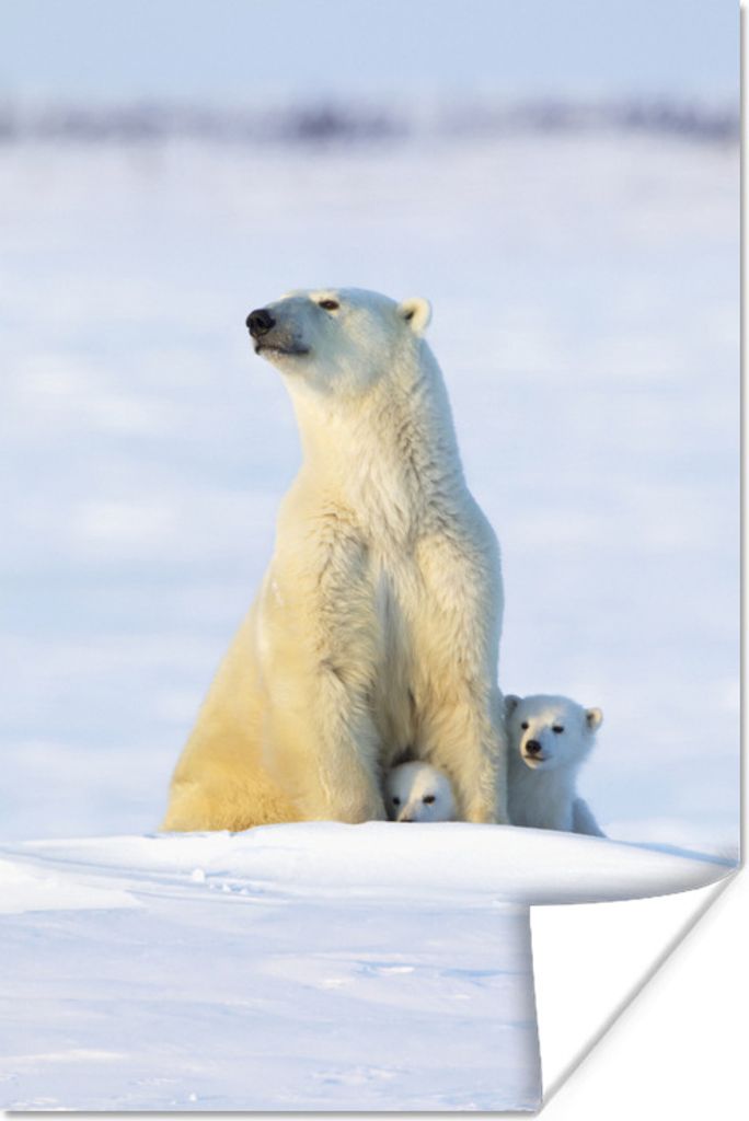 MuchoWow Poster Eisbär - Schnee - Jungtiere 120x180 cm - Kunstposter