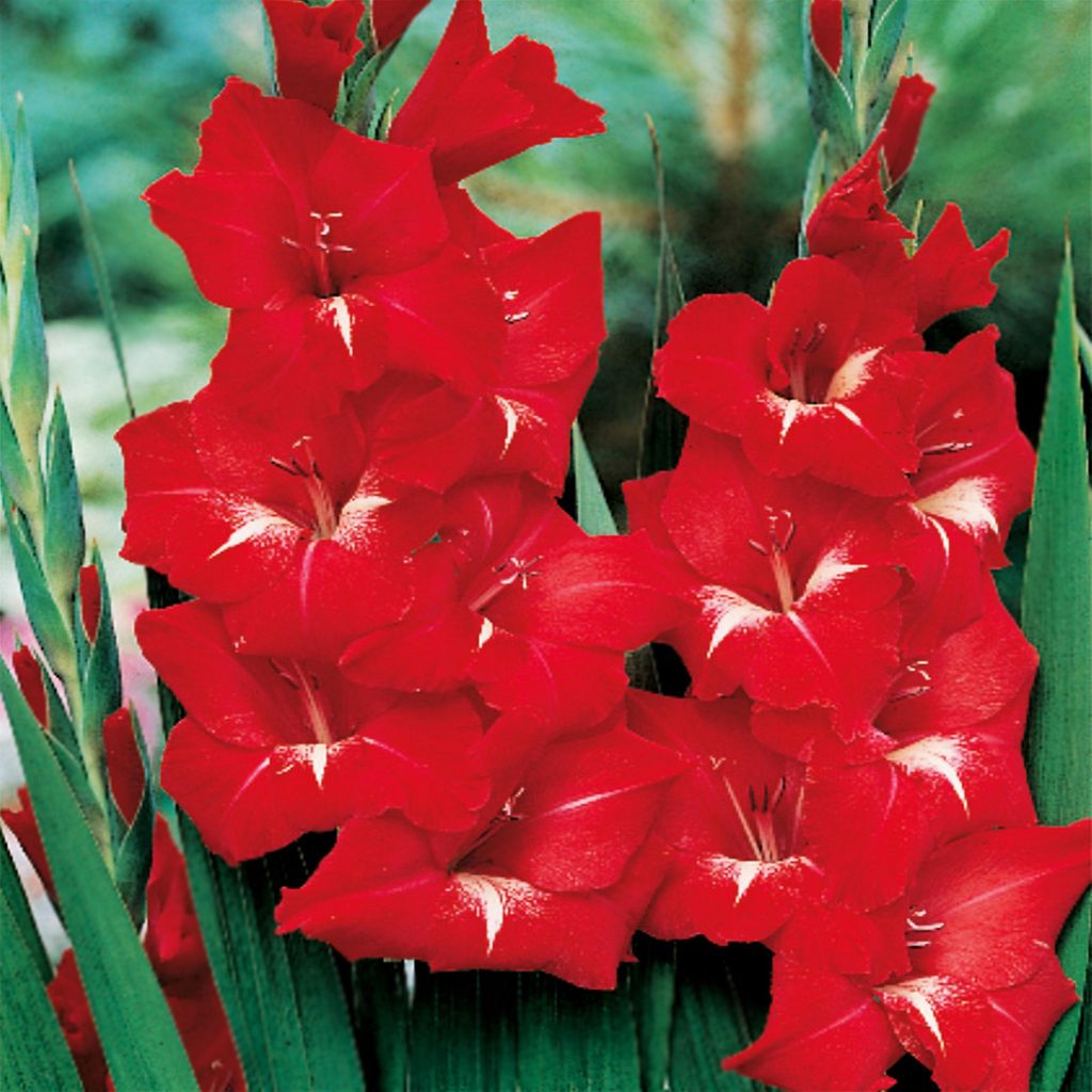 Gladiole Blumenzwiebeln Gladiolus Siegwurze Rot-Weiss XXL 5 St.