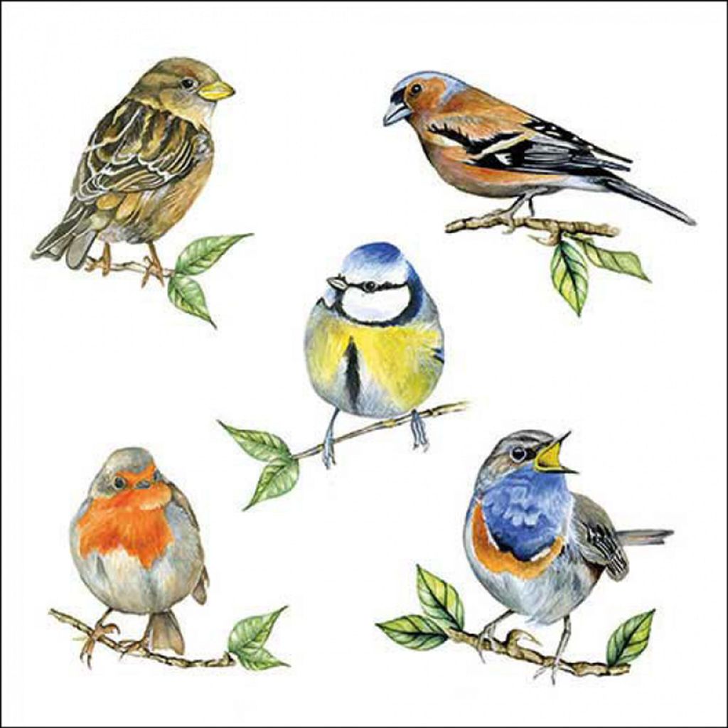 Ambiente Serviette 33 Vogelarten weiß Produktbild 