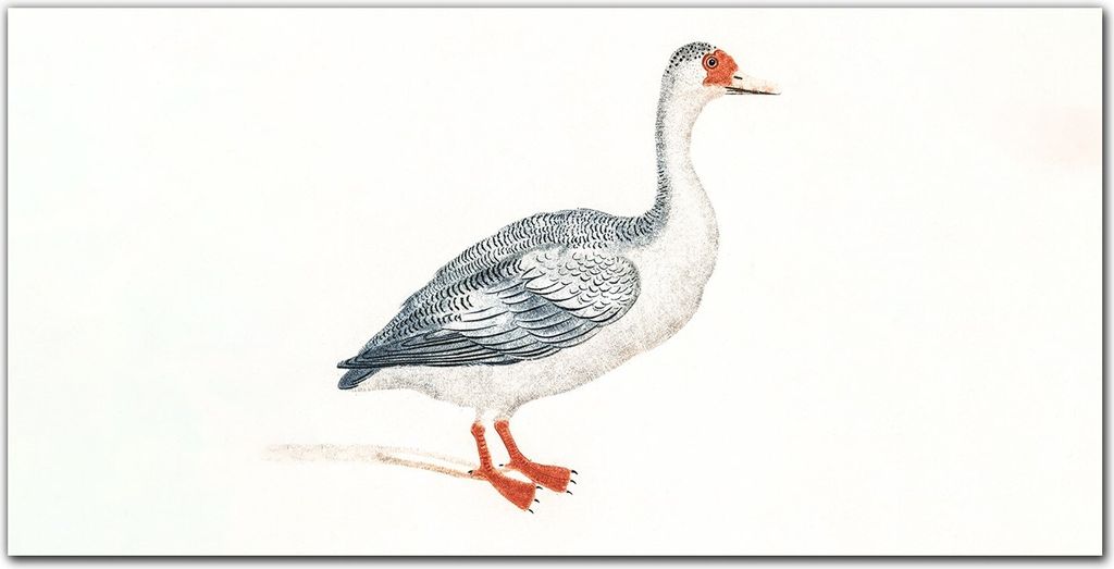 Coloray Bild aus Acryl 100 cm x 50 cm - Gehärtetes Acryl Acrylblock mit Bild Wohnzimmer Küche Dekoration Wanddekoration - Tier Vogel Gans