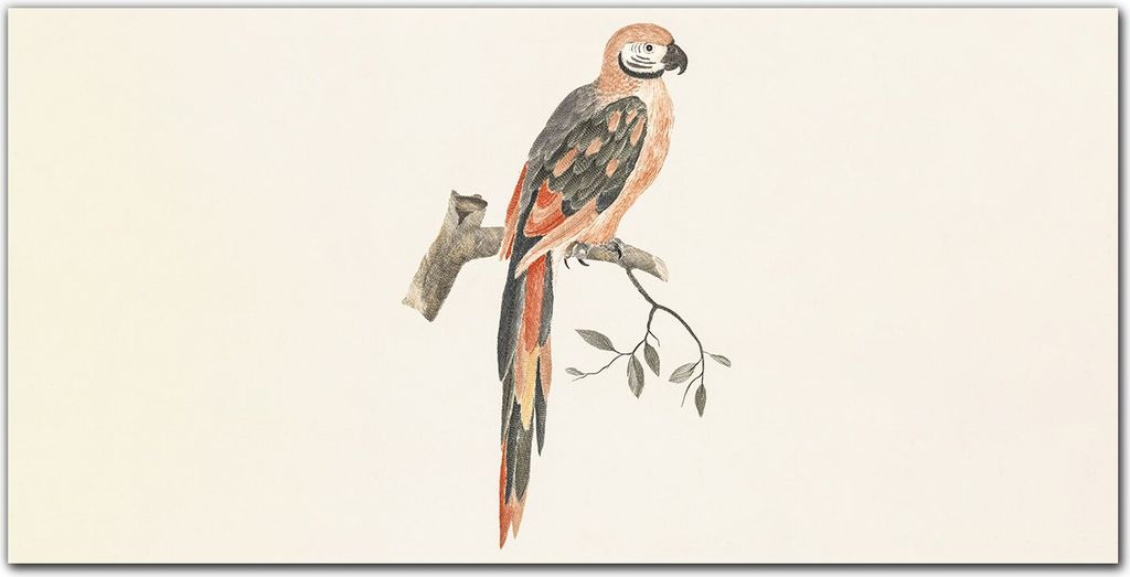 Coloray Bild aus Acryl 140 cm x 70 cm - Wanddekoration Wohnzimmer Bild auf Acrylglas Gehärtetes Acryl Dekoration Küche - Tier Vogel Zweig