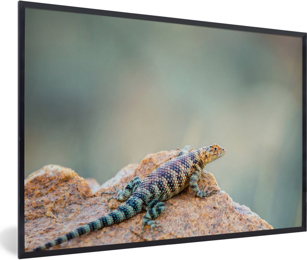 MuchoWow Gerahmtes Poster Das Porträt einer bunten Eidechse 60x40 cm - Poster mit Schwarzem Bilderrahmen Wandposter Rahmen Foto Bilder - Printin...