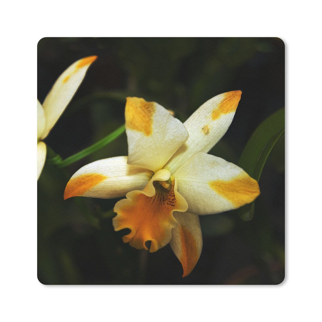 MuchoWow Mauspad Mousepad Zwei Orchideenblüten 20x20 cm - Mousepads - Maus Mat - Pad - Mausunterlage - Desk Mat - Bureauartikeln