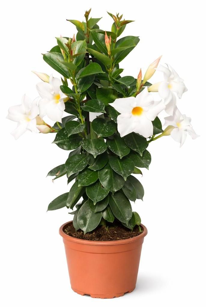 Mandevilla Dipladenia – kwiat rurkowaty – forma piramidalna Zdjęcie produktu 